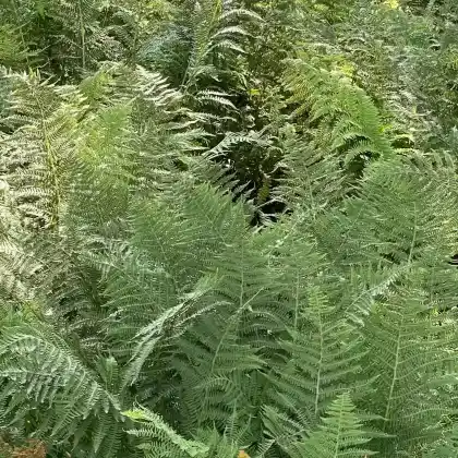 Foto von Gewöhnlicher Frauenfarn (Athyrium filix-femina)