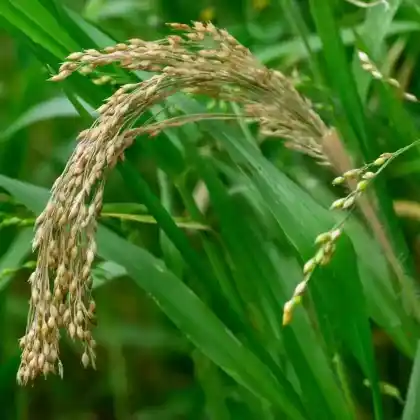Foto von Rispenhirse (Panicum miliaceum)