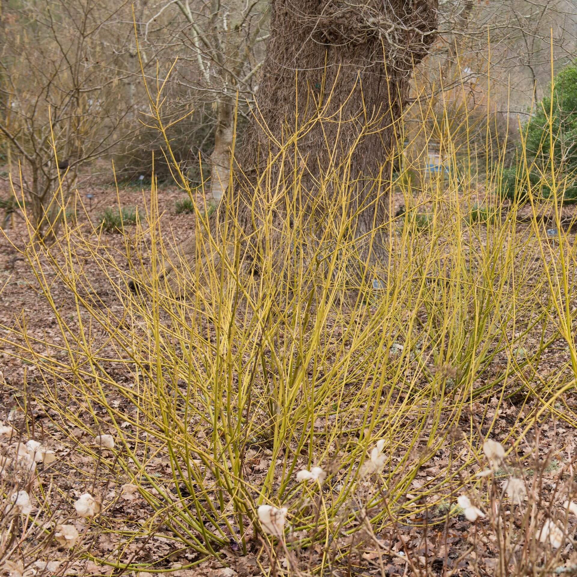 Gelbholz Hartriegel 'Flaviramea' (Cornus sericea 'Flaviramea')