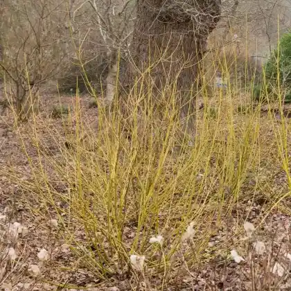 Foto von Gelbholz Hartriegel 'Flaviramea' (Cornus sericea 'Flaviramea')