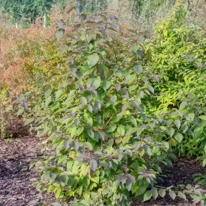 Foto von Liebesperlenstrauch 'Profusion' (Callicarpa bodinieri 'Profusion')