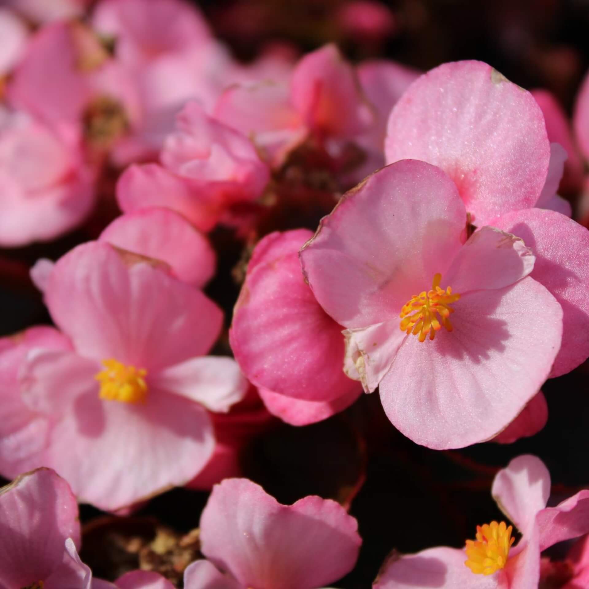 Eis-Begonie (Begonia × semperflorens-cultorum)