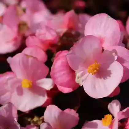 Foto von Eis-Begonie (Begonia × semperflorens-cultorum)
