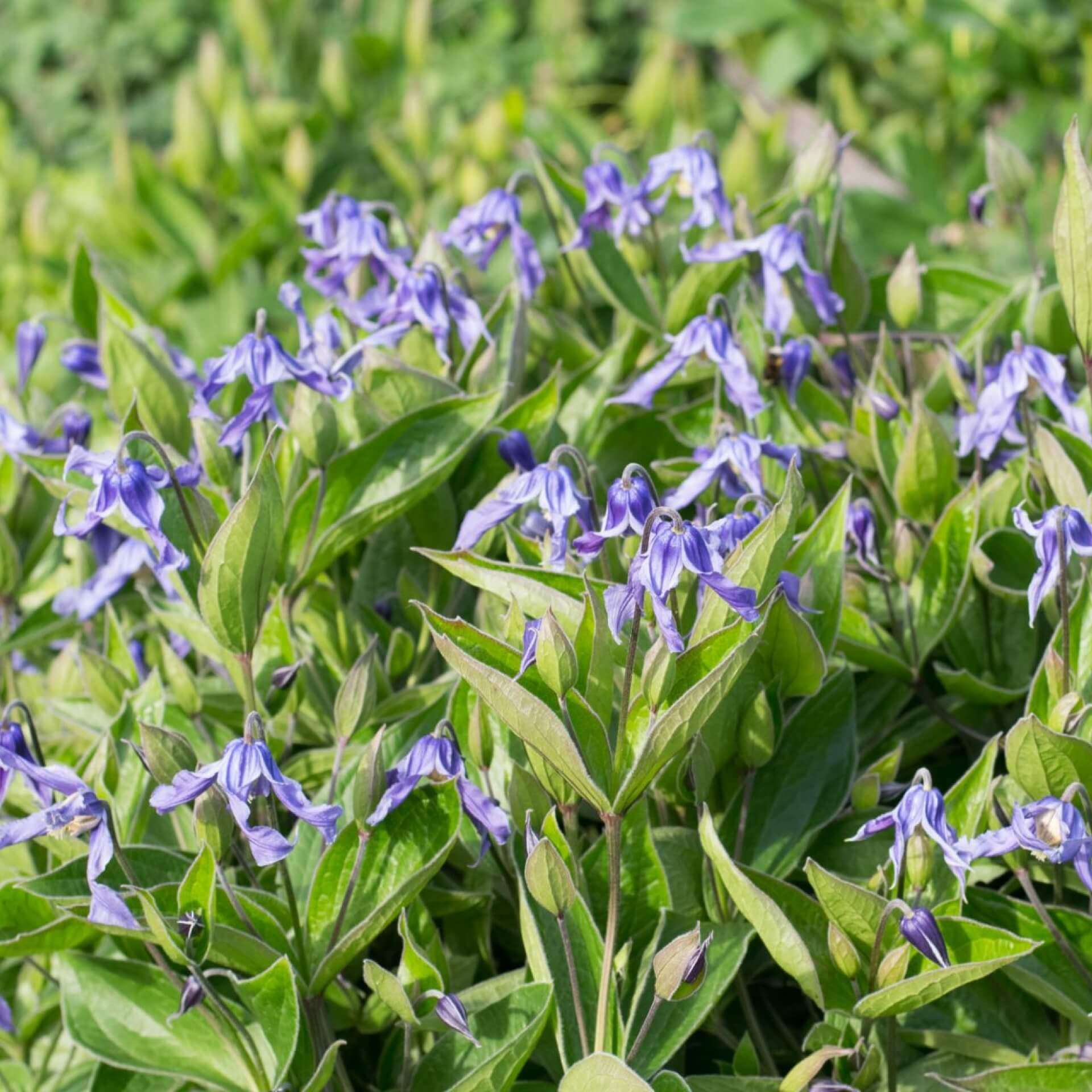 Staudenclematis (clematis integrifolia)