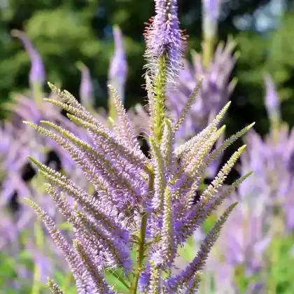Foto von Kandelaberehrenpreis 'Lavendelturm' (Veronicastrum virginicum 'Lavendelturm')