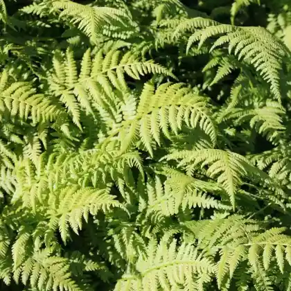 Foto von Gewöhnlicher Frauenfarn 'Minutissimum' (Athyrium filix-femina 'Minutissimum')