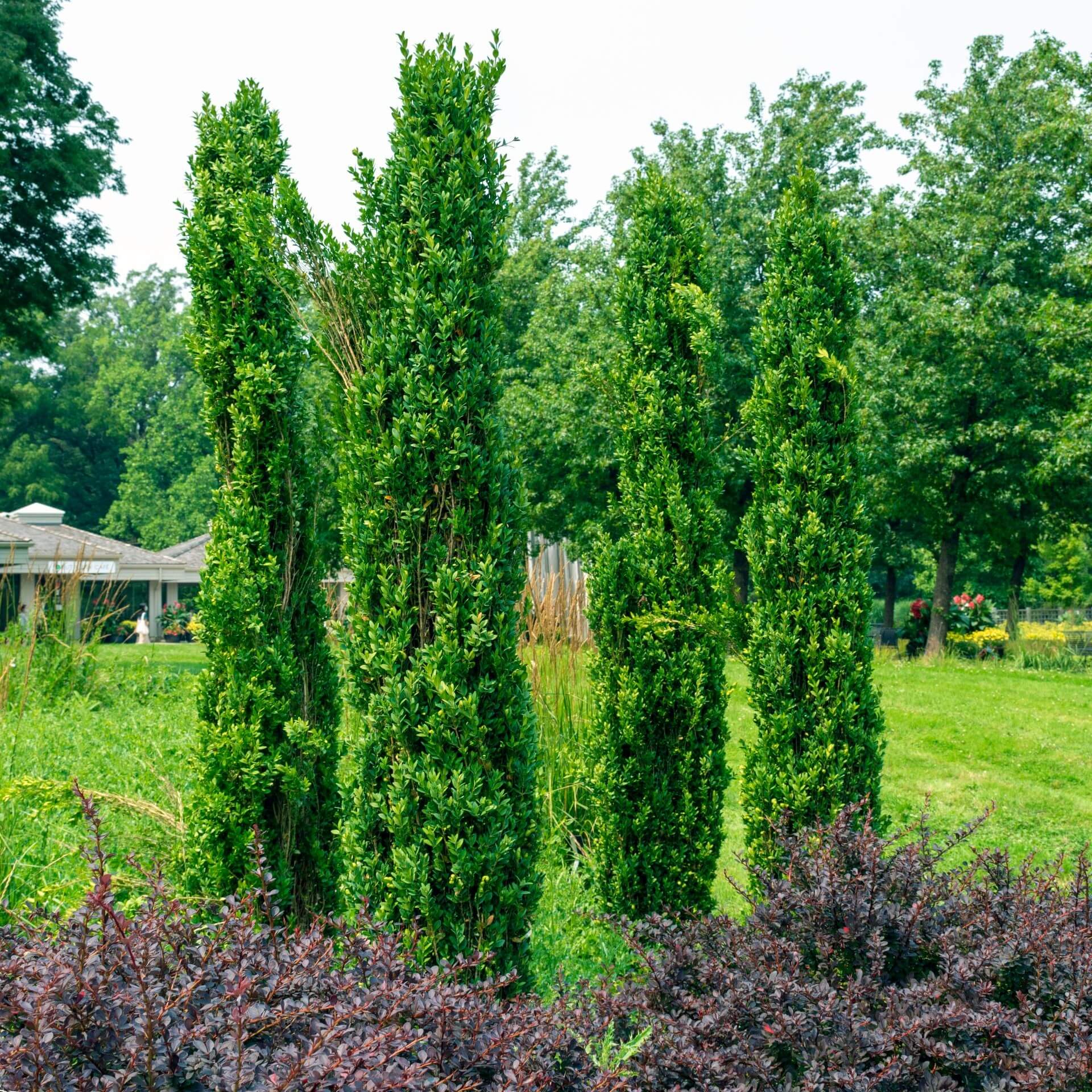 Buchss 'Graham Blandy' (Buxus sempervirens 'Graham Blandy')