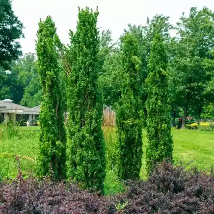 Foto von Buchss 'Graham Blandy' (Buxus sempervirens 'Graham Blandy')