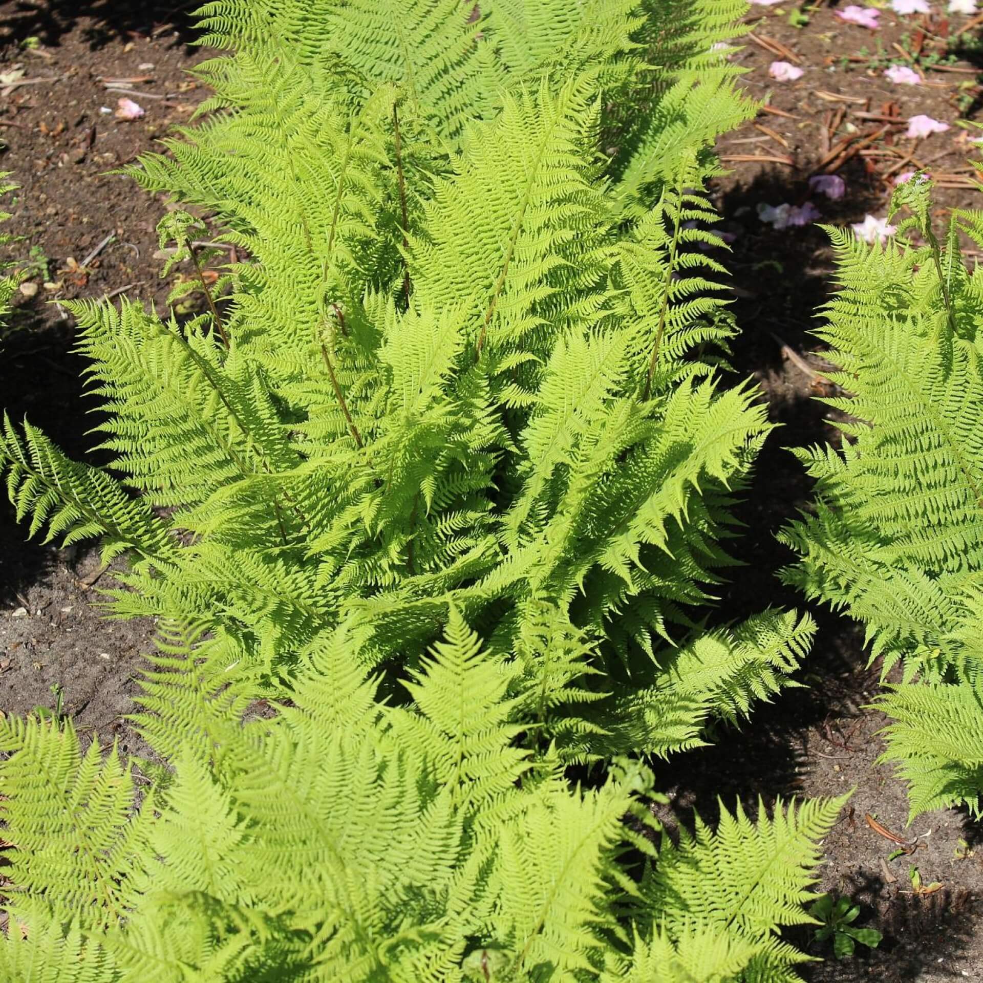 Gewöhnlicher Frauenfarn 'Rotstiel' (Athyrium filix-femina 'Rotstiel')