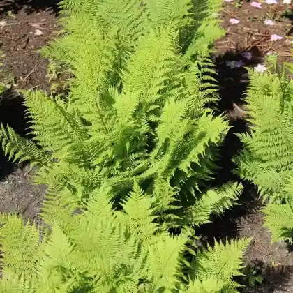 Foto von Gewöhnlicher Frauenfarn 'Rotstiel' (Athyrium filix-femina 'Rotstiel')