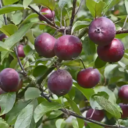 Foto von Apfel 'Redlove Era' (Malus domestica 'Redlove Era')
