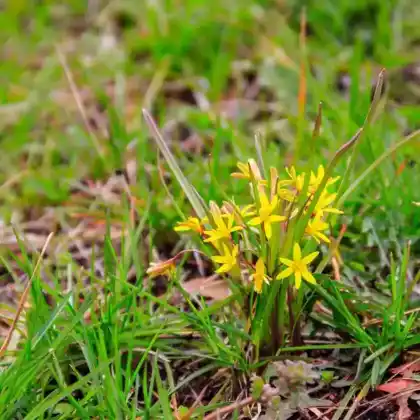 Foto von Wald-Gelbstern (Gagea lutea)