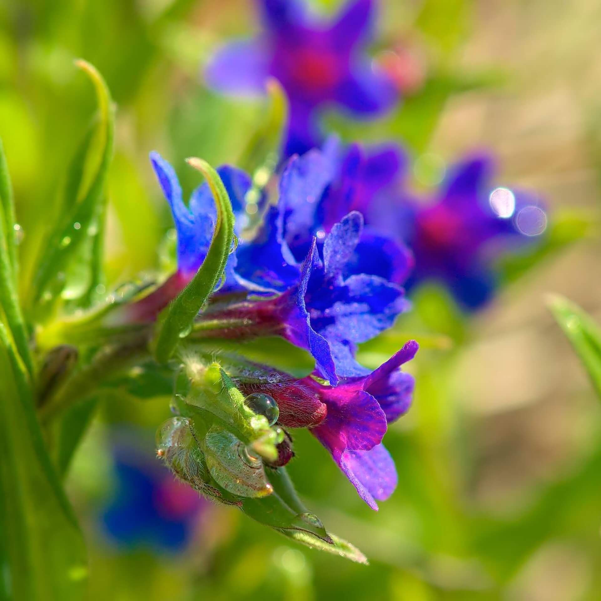 Purpurblauer Steinsame (Buglossoides purpurocaerulea)