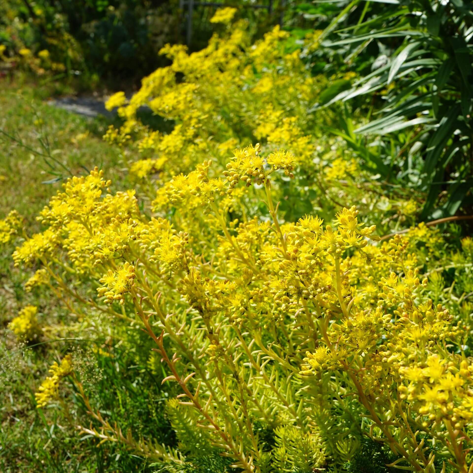 Felsen-Fetthenne (Sedum rupestre)