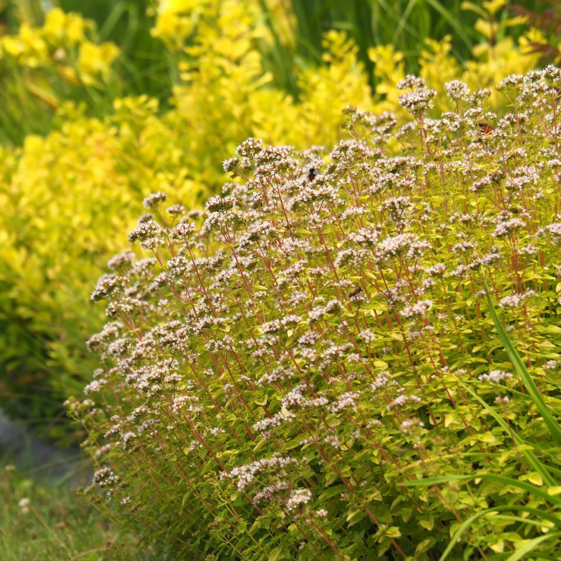 Gelber Oregano (Origanum vulgare 'Aureum')