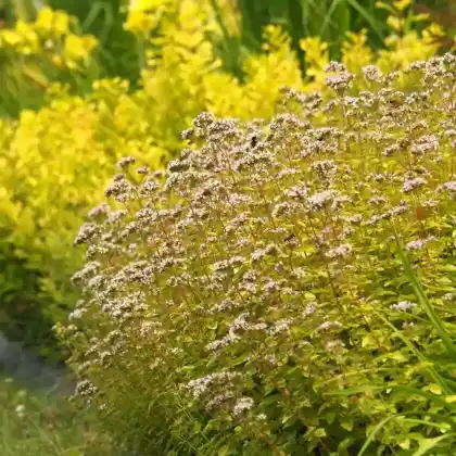 Foto von Gelber Oregano (Origanum vulgare 'Aureum')