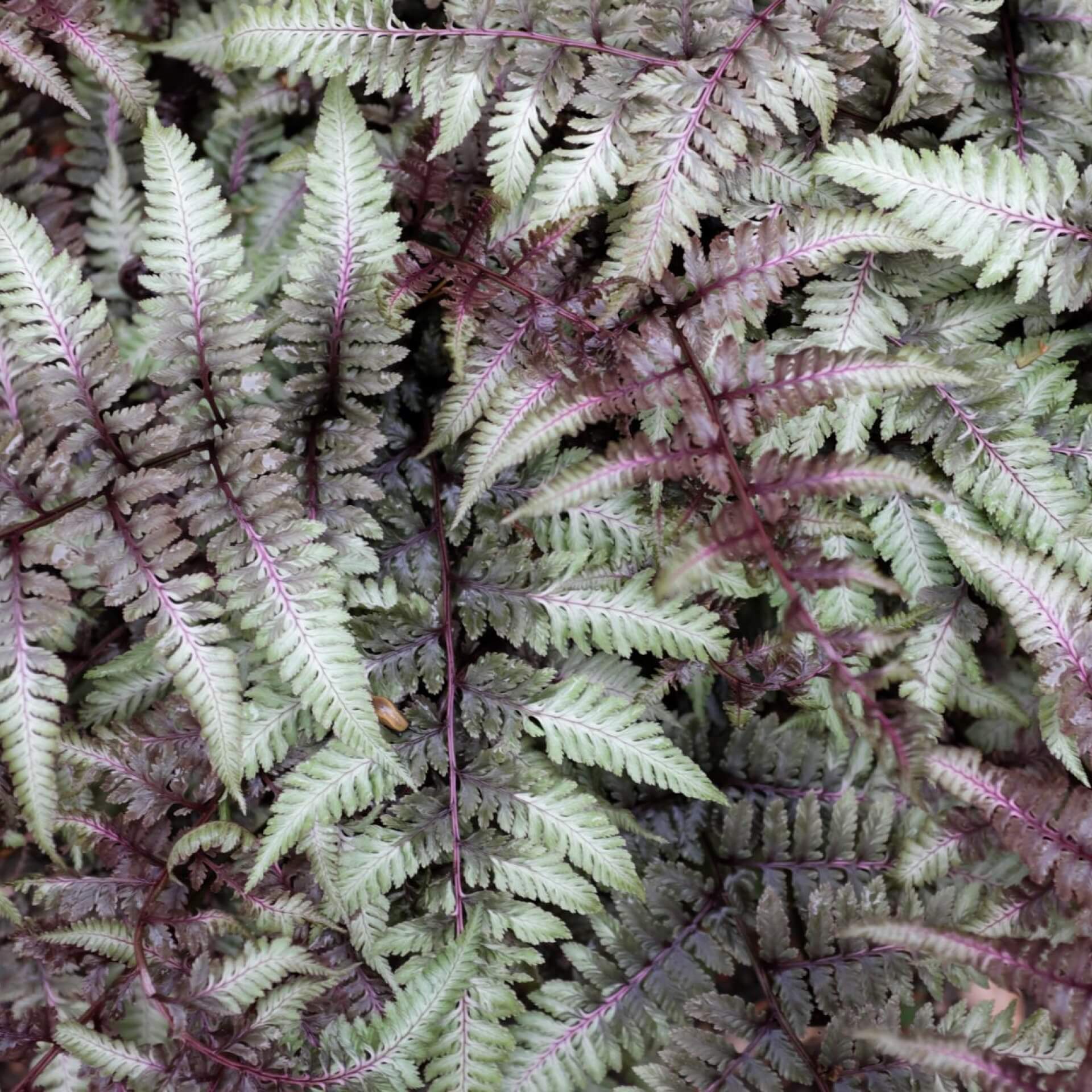 Regenbogenfarn (Athyrium niponicum)