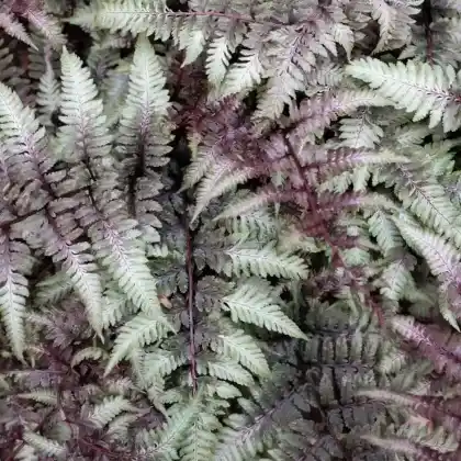 Foto von Regenbogenfarn (Athyrium niponicum)
