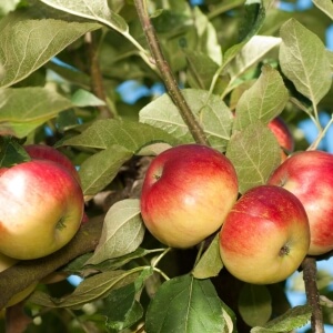 Apfel \'Alkmene\': dein Garten pflegeleicht & ökologisch