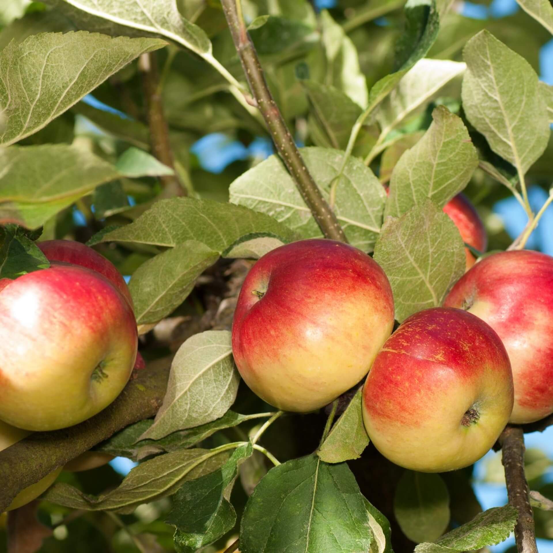 Apfel 'Akane' (Malus 'Akane')