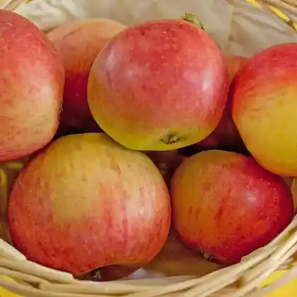 Foto von Apfel 'Alington Pepping' (Malus 'Allington Pepping')