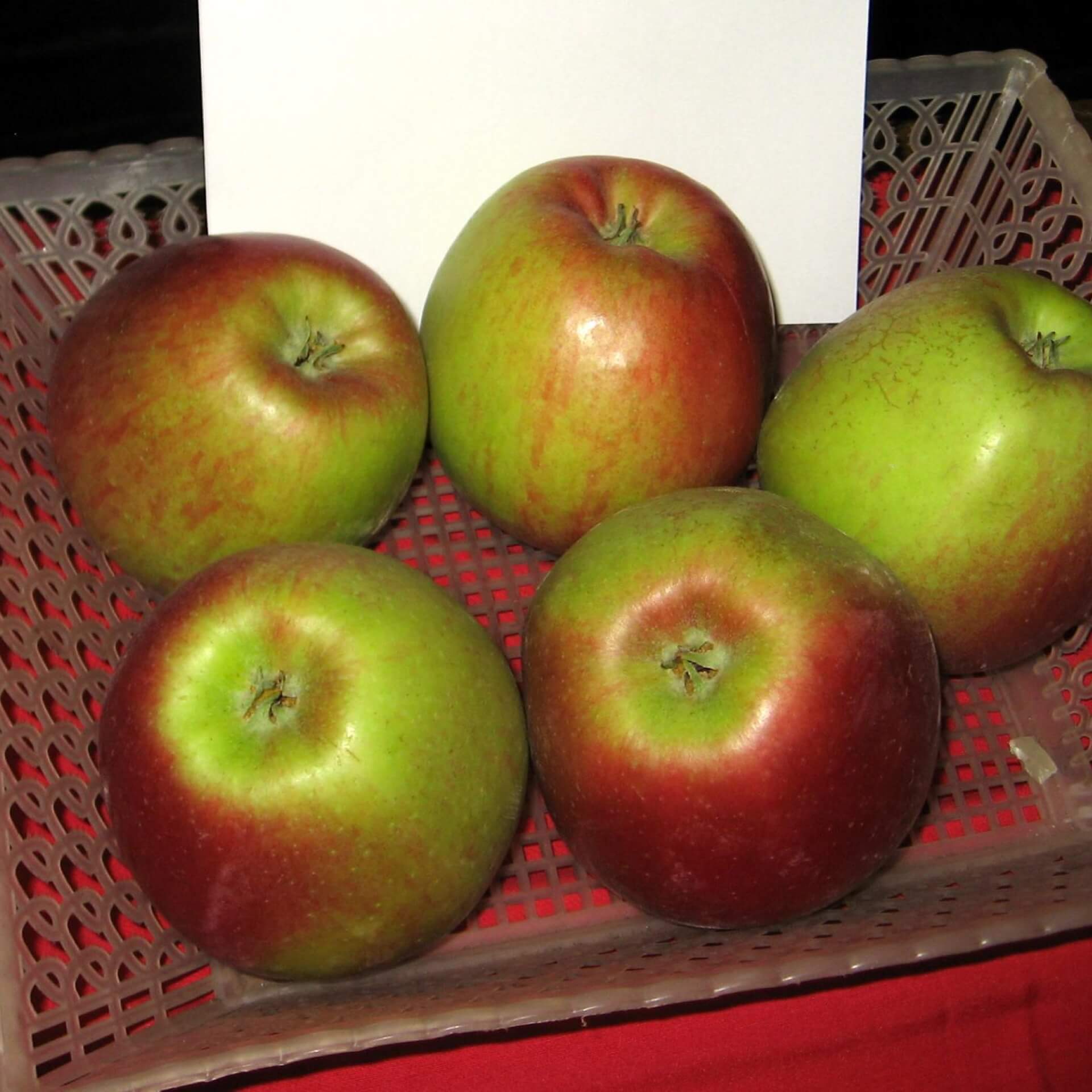Apfel 'Angold' (Malus 'Angold')
