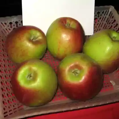 Foto von Apfel 'Angold' (Malus 'Angold')