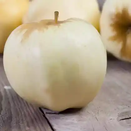 Foto von Apfel 'Antonowka' (Malus 'Antonowka')
