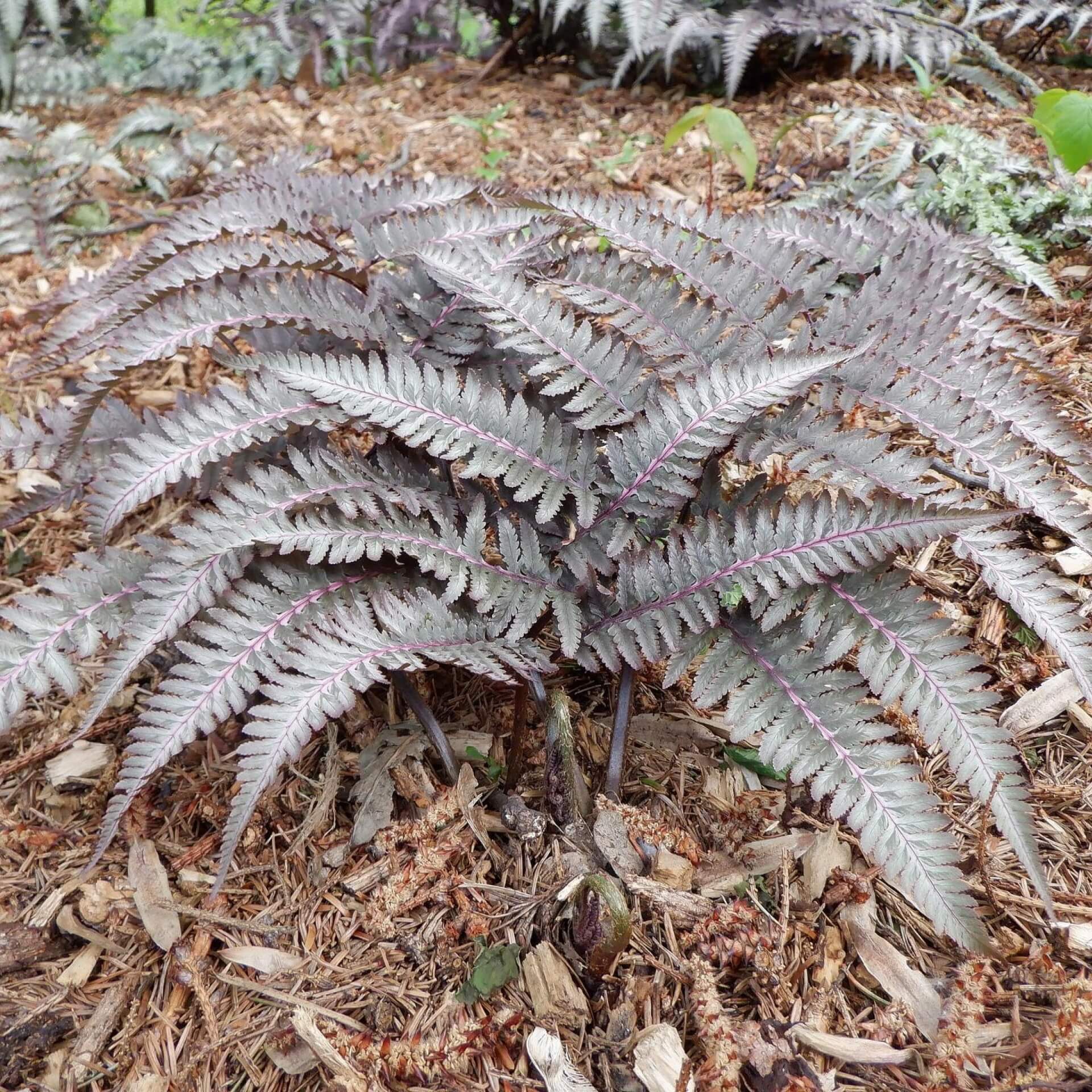 Regenbogenfarn 'Metallicum' (Athyrium niponicum 'Metallicum')