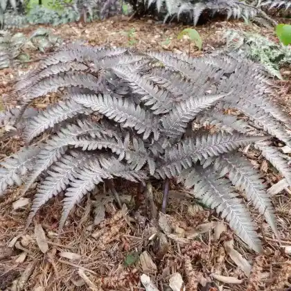 Foto von Regenbogenfarn 'Metallicum' (Athyrium niponicum 'Metallicum')