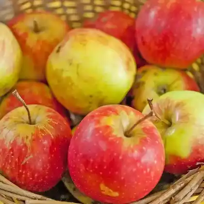 Foto von Apfel 'Arlet' (Malus 'Arlet')