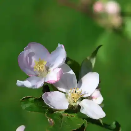 Foto von Apfel 'Birnförmiger Apfel' (Malus 'Birnförmiger Apfel')