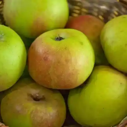 Foto von Apfel 'Blenheim' (Malus 'Blenheim')