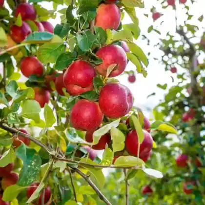 Foto von Apfel 'Bonza' (Malus 'Bonza')