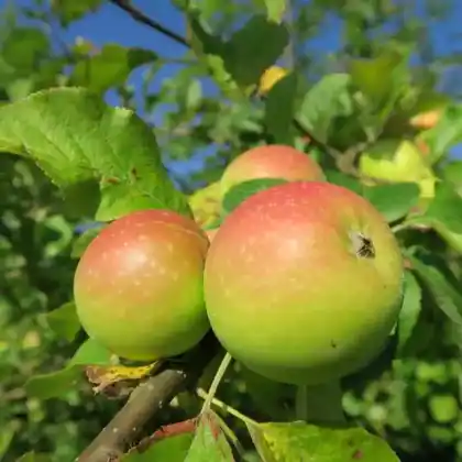 Foto von Apfel 'Schöner von Boskoop' (Malus 'Boskoop')
