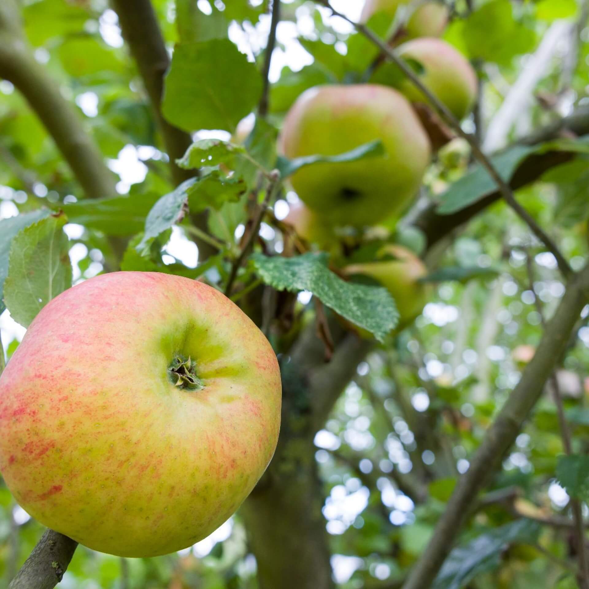 Apfel 'Bramleys Sämling' (Malus 'Bramleys Sämling')