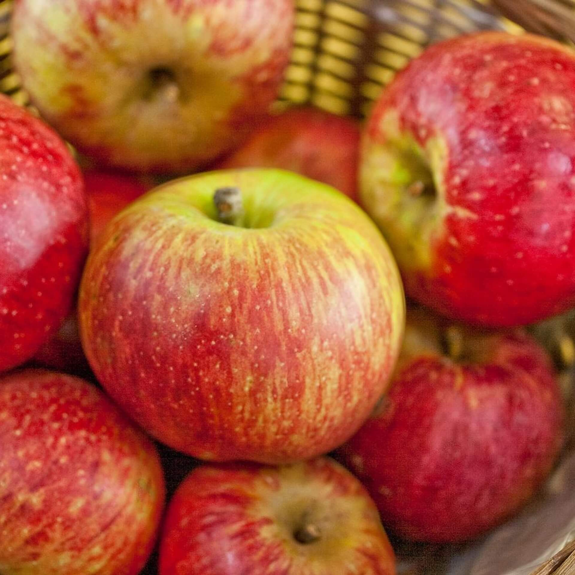 Apfel 'Celllini' (Malus 'Cellini')