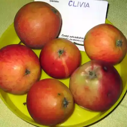 Foto von Apfel 'Clivia' (Malus 'Clivia')