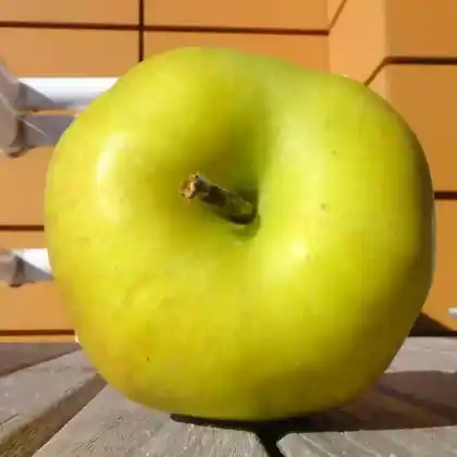 Foto von Apfel 'Collina' (Malus 'Collina')