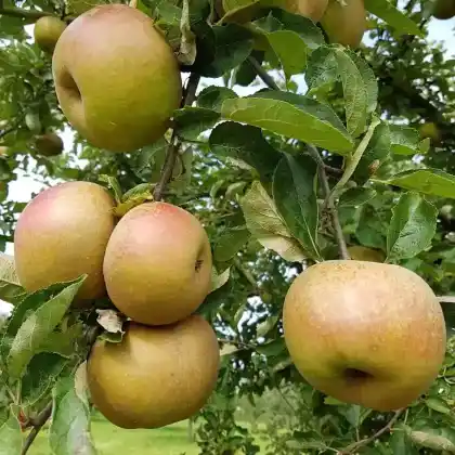 Foto von Apfel 'Coulons Renette' (Malus 'Coulons Renette')