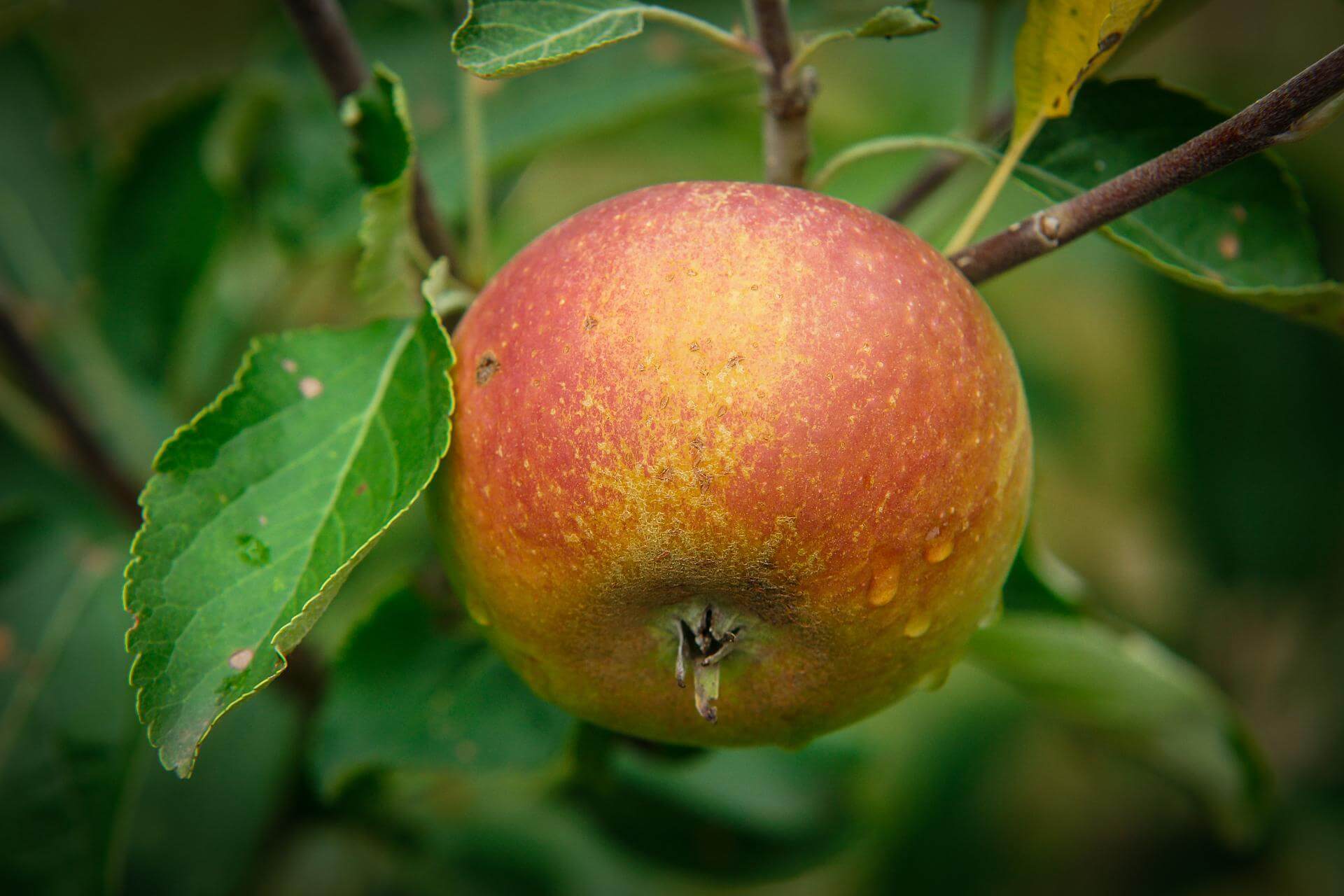 Apfel 'Cox Orange': dein Garten ökologisch & pflegeleicht
