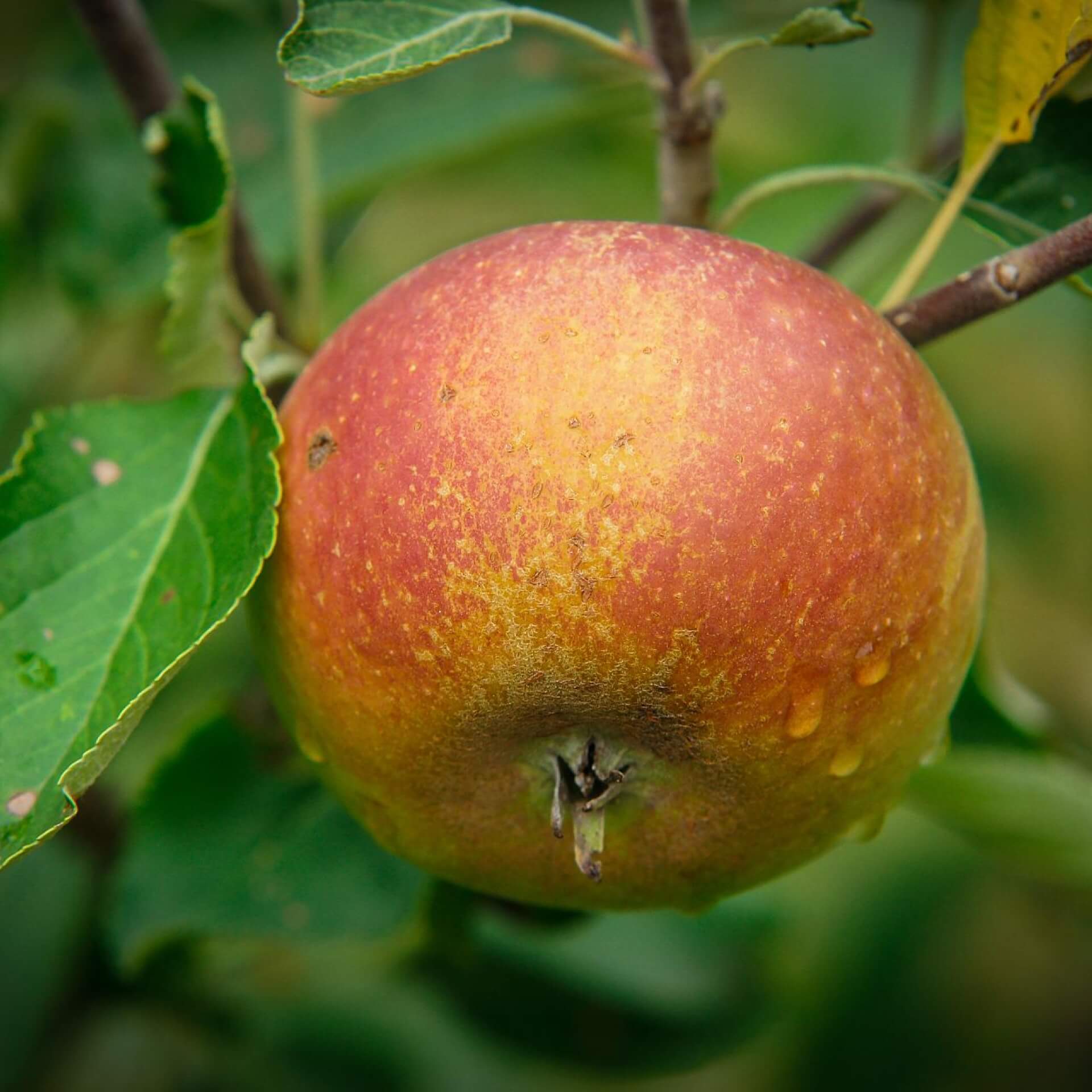 Apfel 'Cox Orange' (Malus 'Cox Orange')