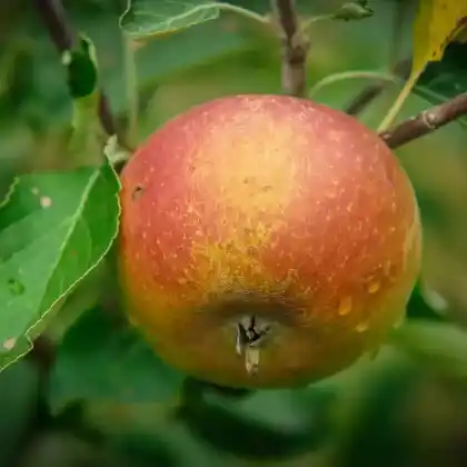 Foto von Apfel 'Cox Orange' (Malus 'Cox Orange')