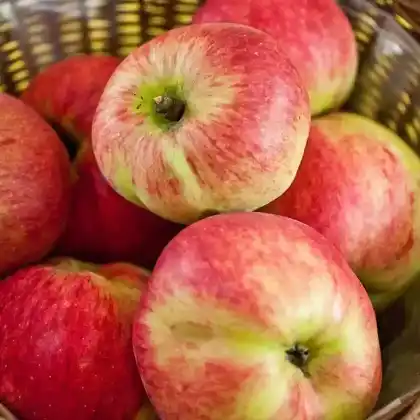 Foto von Apfel 'Cox Pomona' (Malus 'Cox Pomona')