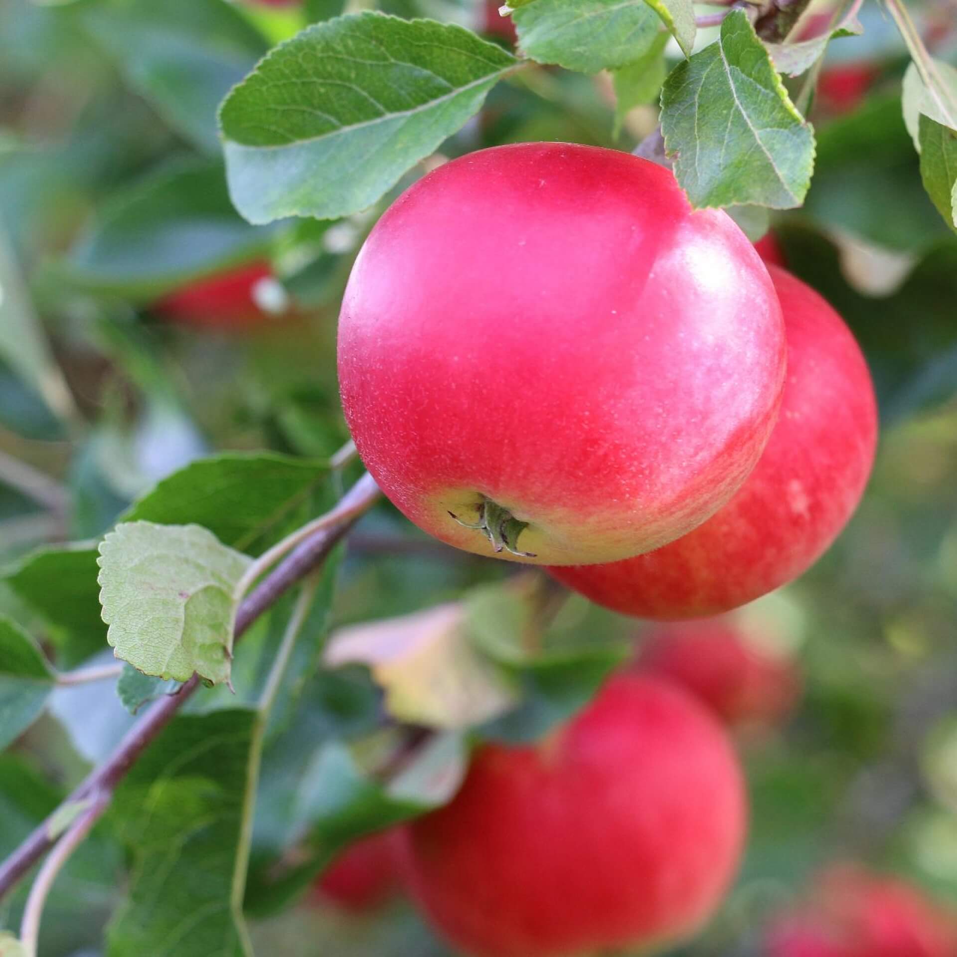 Apfel 'Discovery' (Malus 'Discovery')