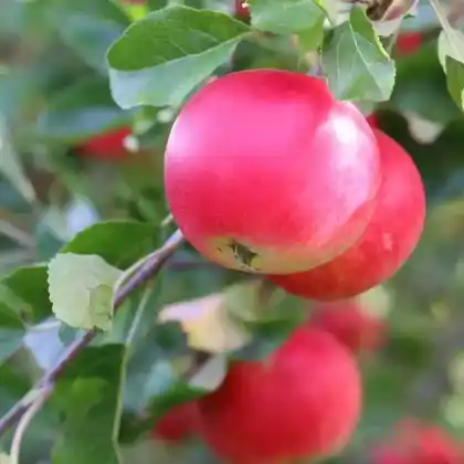 Foto von Apfel 'Discovery' (Malus 'Discovery')