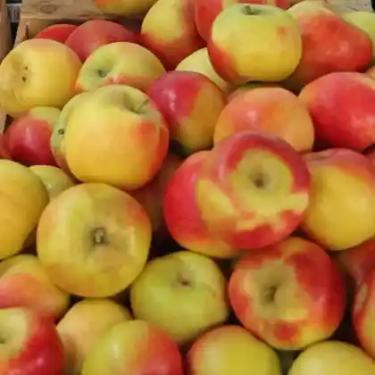 Foto von Apfel 'Diwa' (Malus 'Diwa')