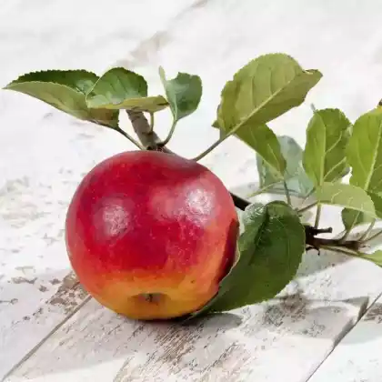 Foto von Apfel 'Ecolette' (Malus 'Ecolette')