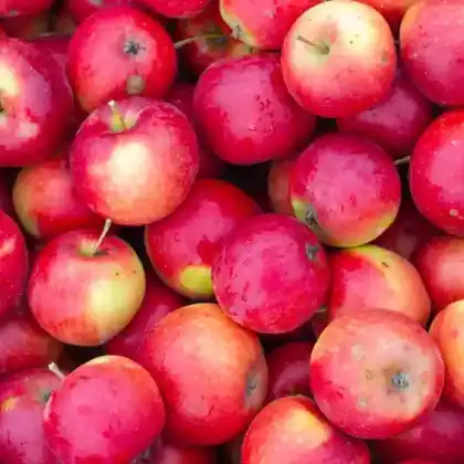 Foto von Apfel 'Elise' (Malus 'Elise')