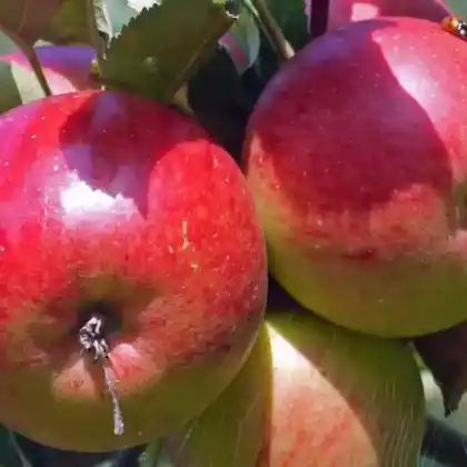 Foto von Apfel 'Ellisons Orange' (Malus 'Ellisons Orange')